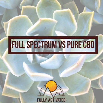 Image of a plant with the title words Full Spectrum versus Pure CBD