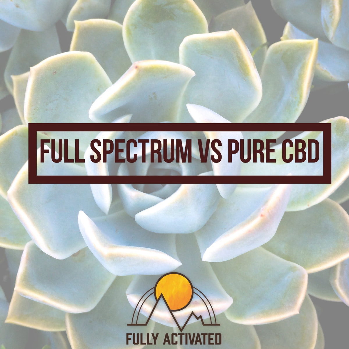 Full Spectrum Powder What's the Difference between Full Spectrum CBD & Pure CBD?