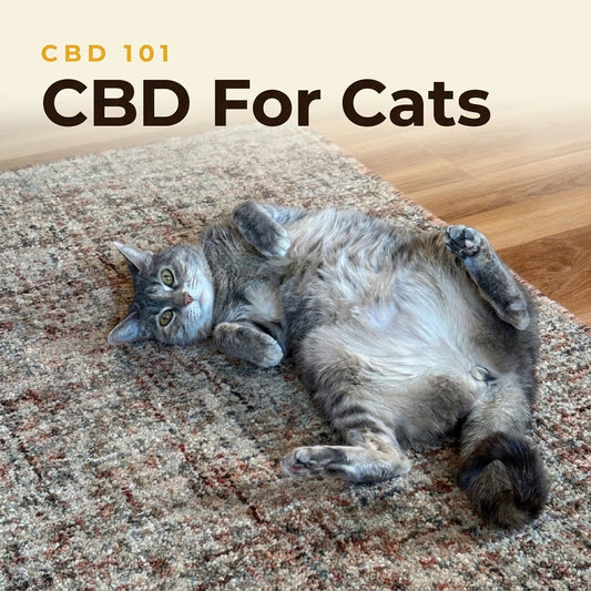 cbd for cats